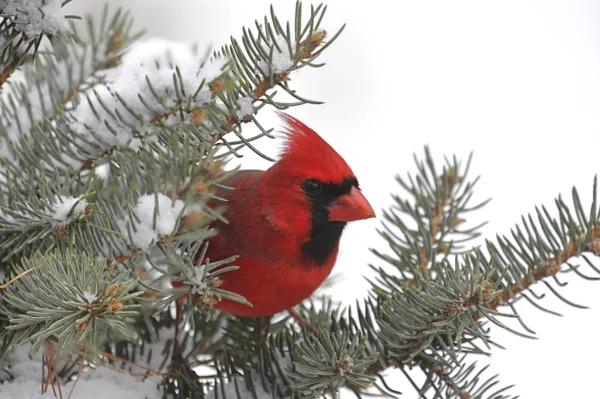 Kardinal karda — Stok fotoğraf
