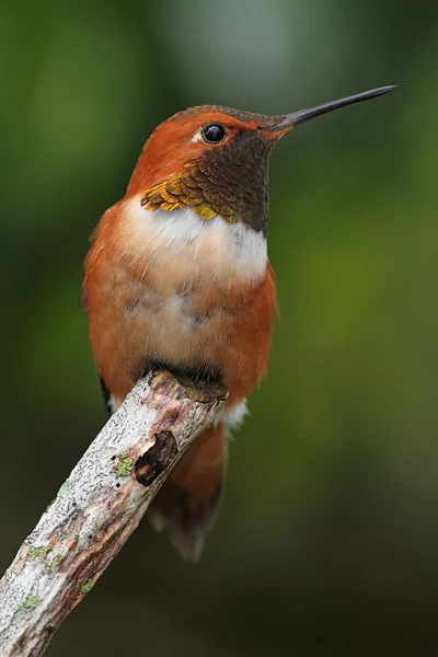 Pěvec kolibřík (Selasphorus rufus) — Stock fotografie