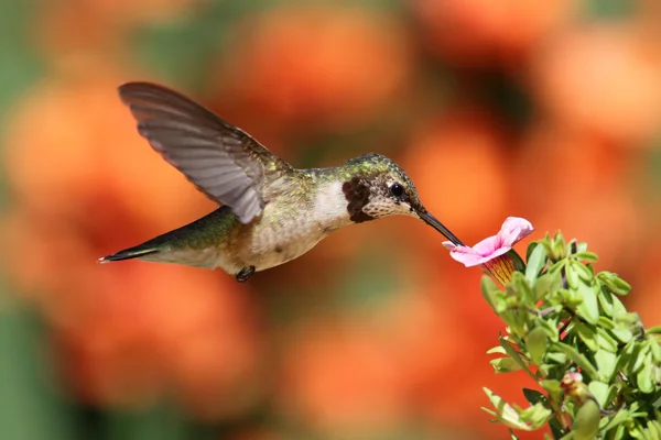 Ruby-throated kolibri flyg — Stockfoto