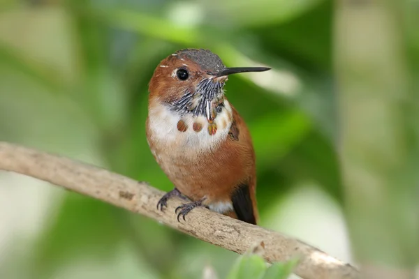 Pěvec kolibřík (Selasphorus rufus) — Stock fotografie
