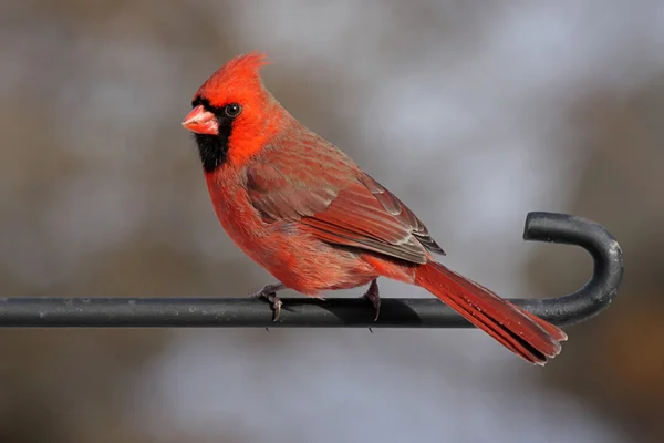 Norra kardinal på en stolpe — Stockfoto