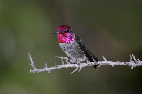 Annas sinek kuşu (calypte anna) — Stok fotoğraf