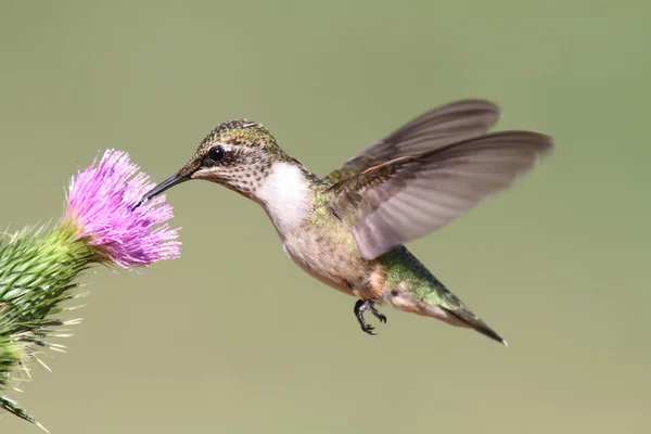 Juvenile Ruby-throated Hummingbird — Stock Photo, Image