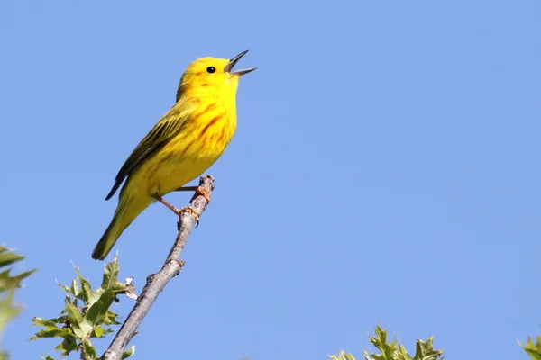 Amarelo Warbler (Dendroica petechia) Cantando Imagens De Bancos De Imagens