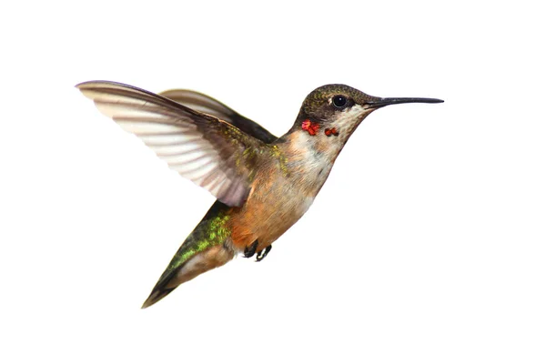 Na białym tle ruby - throated hummingbird Obrazy Stockowe bez tantiem