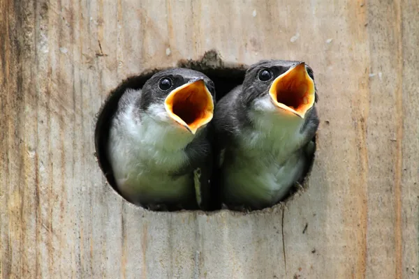 Baby vogels in een vogel huis Stockfoto