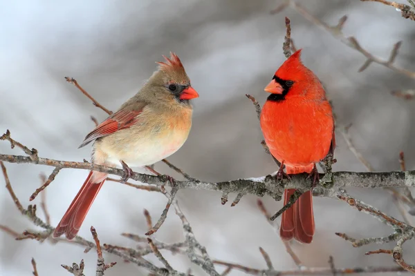 Kardinalen in sneeuw Stockafbeelding