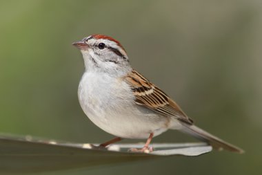 Chipping Sparrow (Spizella passerine) clipart