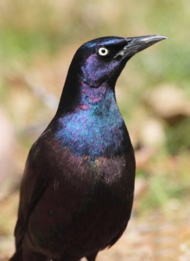 Common Grackle clipart