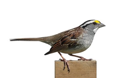 White-throated Sparrow (Zonotrichia albicollis) clipart