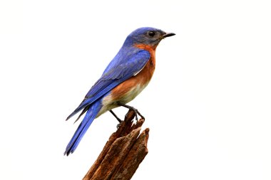 kütük üzerinde izole mavi kuş