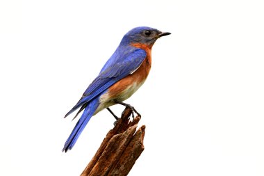 Isolated Bluebird On A Stump clipart