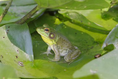 Frog On A Lily Pad clipart