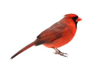 Isolated Cardinal On White clipart