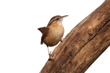 Carolina wren izole dal