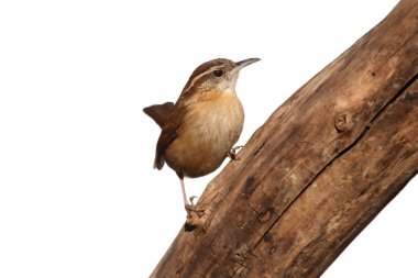 Carolina Wren On A Branch Isolated clipart