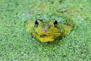 Green Frog In A Pond clipart