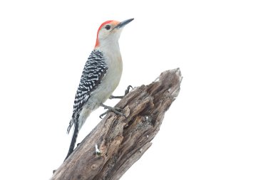 Woodpecker Isolated on a Branch clipart