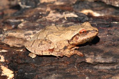 Bahar Peeper (Pseudacris crucifer)