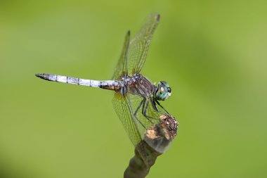 Eastern Pondhawk Dragonfly on a stick clipart