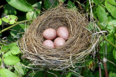 Nest With Eggs clipart