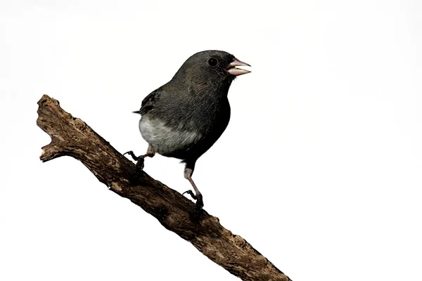 Isolato uccello su un ceppo — Foto Stock