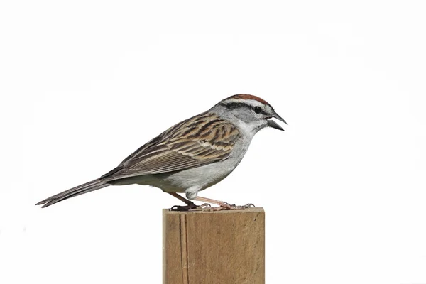 Chipping Sparrow (Spizella passerina) — Stock fotografie