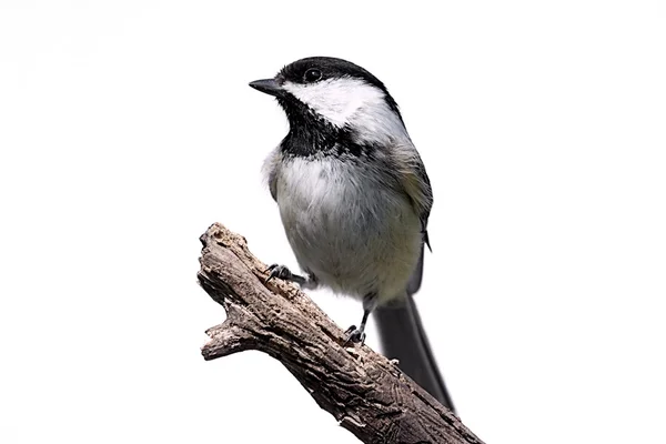 Isolated Bird On A Stump — Stock Photo, Image