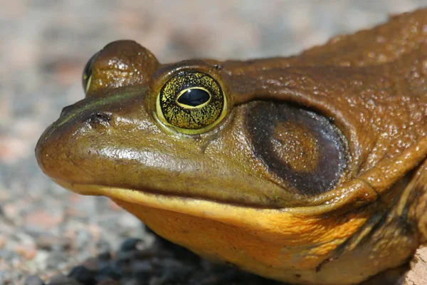 Żaba rycząca (rana catesbeiana) — Zdjęcie stockowe