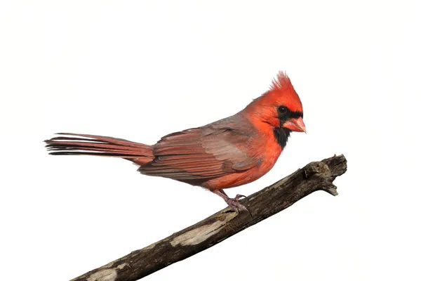 Isolated Cardinal On A Stump — Stock Photo, Image