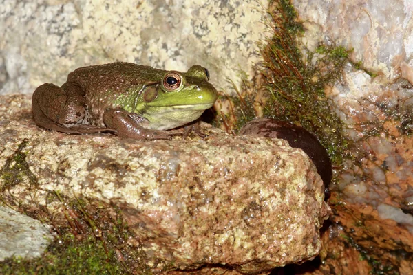 Зеленая лягушка в пруду — стоковое фото