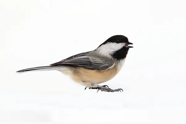 白で隔離される鳥 — ストック写真