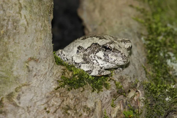Gri ağaç kurbağası (yeşil versicolor) — Stok fotoğraf