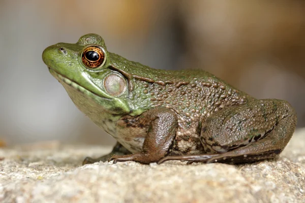 池塘里的绿青蛙 — 图库照片
