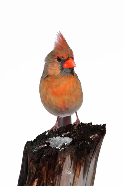 Isolierter Kardinal auf einem Baumstumpf — Stockfoto
