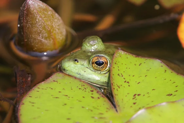 Πράσινος βάτραχος σε μια λίμνη — Φωτογραφία Αρχείου