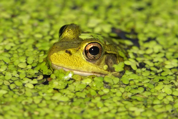 Groene kikker in een vijver — Stockfoto