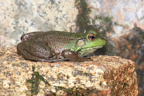 Зеленая лягушка на скале — стоковое фото