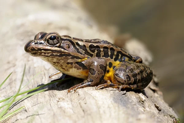 皮克雷尔青蛙在春天 — 图库照片