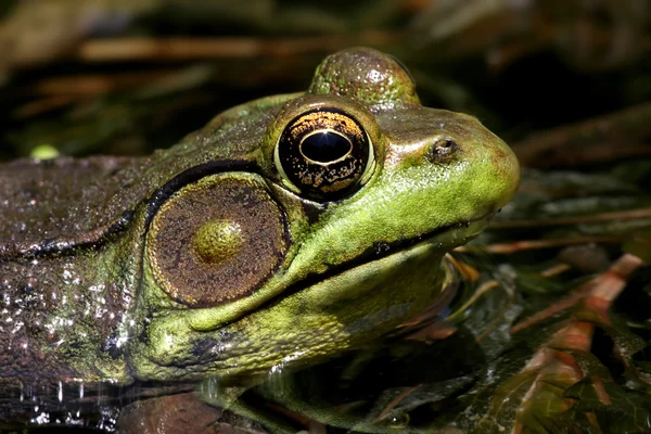 Зелена жаба в ставку — стокове фото