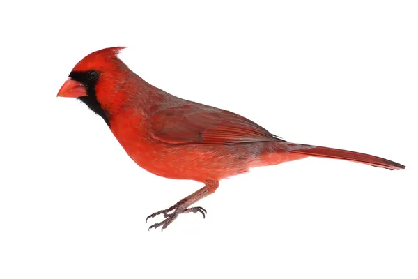 Isolated Cardinal On White — Stock Photo, Image