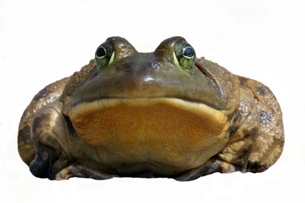 Bullfrog (모이 라 catesbeiana) — 스톡 사진