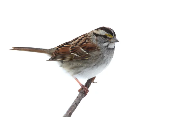 White-throated Sparrow (Zonotrichia albicollis) — Stock Photo, Image