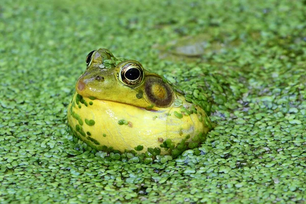 Rana verde en un estanque — Foto de Stock