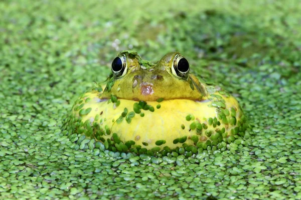 Zielona żaba w stawie — Zdjęcie stockowe