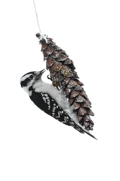 Downy Woodpecker (Picoides pubescens) — Stok Foto