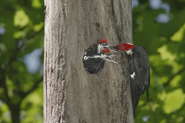 Hungry Baby Woodpeckers — Stock Photo, Image