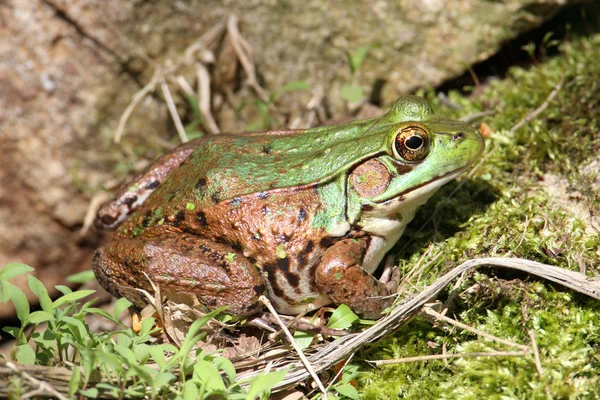 岩石上的绿色青蛙 — 图库照片