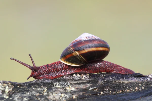 Black Turban Snail (Tegula funebralis) — Stock Photo, Image