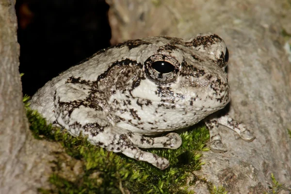 Сіра деревна жаба (Hyla лишай) — стокове фото
